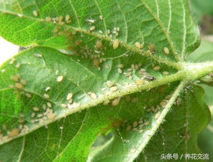 5种不死虫（一文了解最常见的5种不死虫）