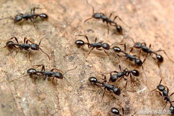 5种不死虫（一文了解最常见的5种不死虫）
