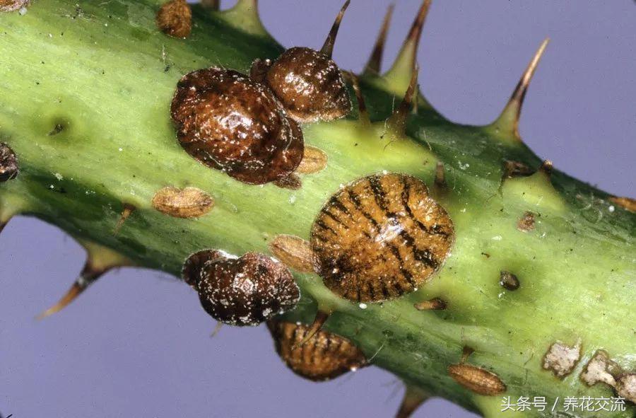 5种不死虫（一文了解最常见的5种不死虫）
