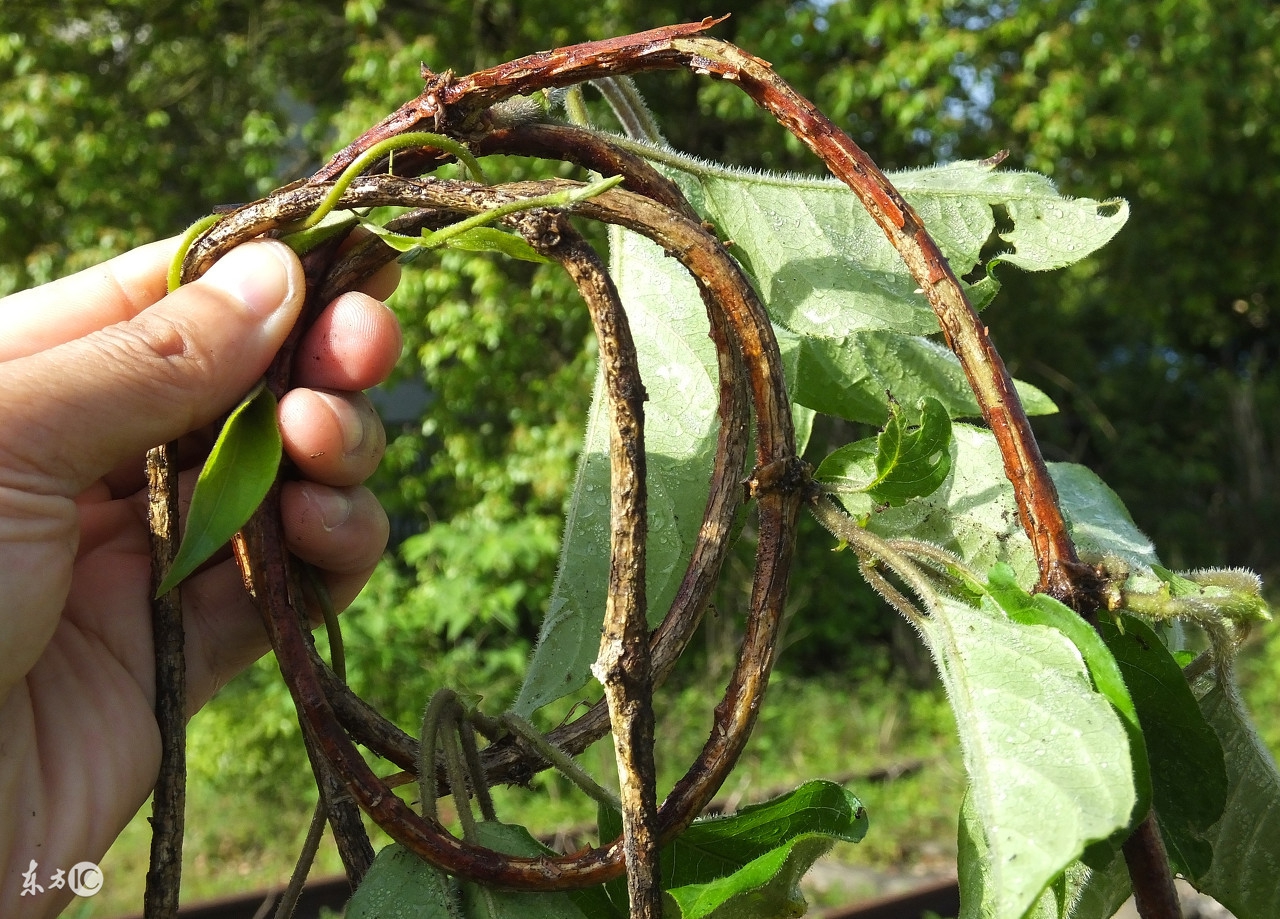 猫爪藤的功效与作用-我的快乐小窝
