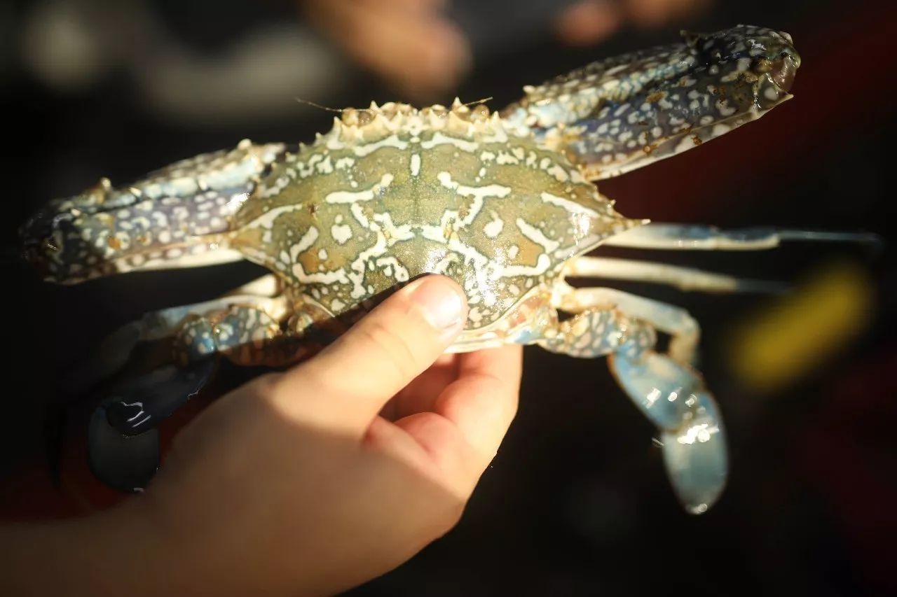 青衣魚零售多少錢一斤(揭秘海口神秘海鮮市場) - 嗨喲百科網