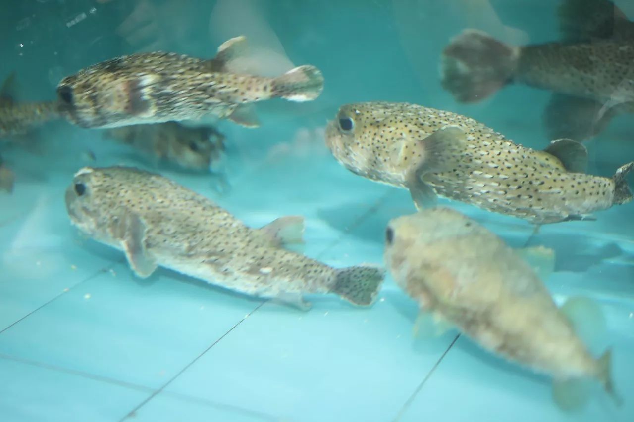 青衣鱼零售多少钱一斤(揭秘海口神秘海鲜市场) - 嗨哟百科网