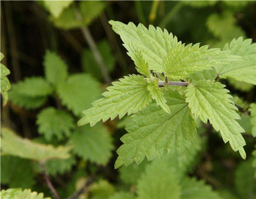 这是一种咬人草,农村最常见却多数人不知,治疗风湿有奇效