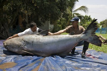 鱼的感悟，鱼与爱情是“鲭”，鱼与思念是“鲶”，鱼与自由是“鮋