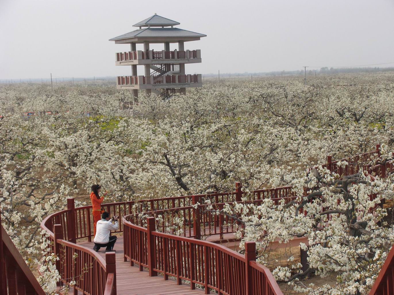 东湖梨园风景区 (东湖中国最大的城中湖)武汉江滩 (中国最大的江滩了