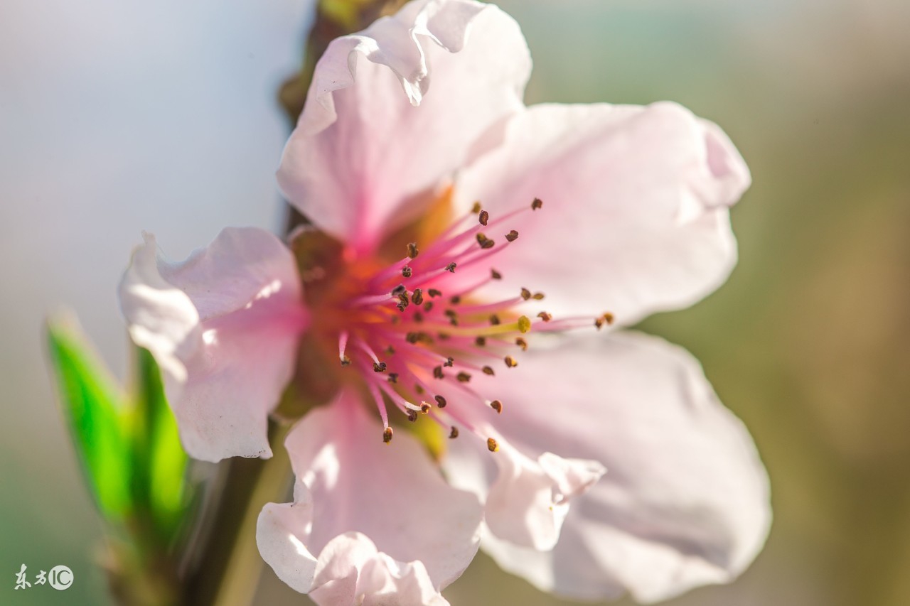 知行师傅：除掉烂桃花有什么好方法