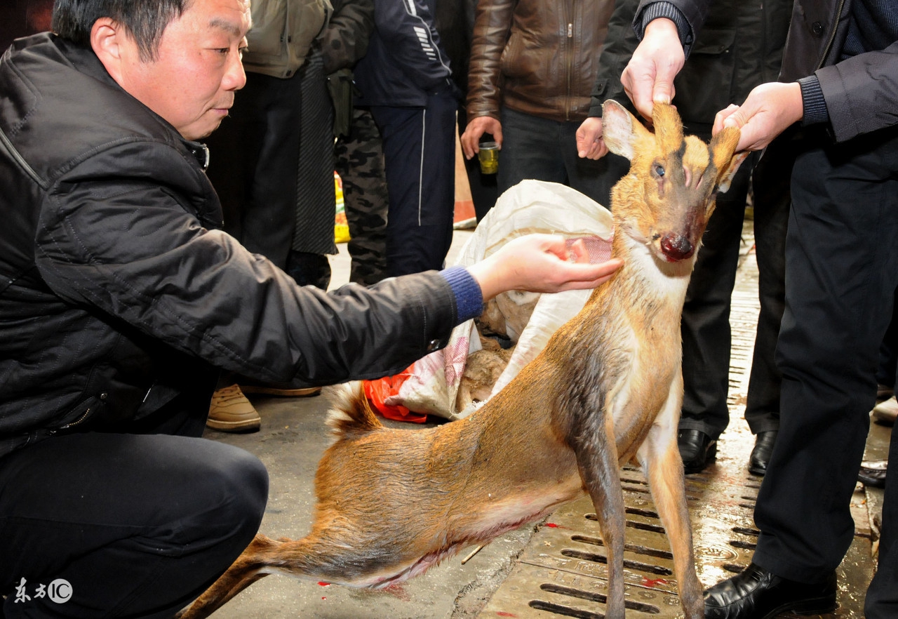 麂子食草性動物.