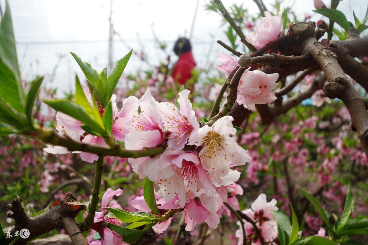 知行师傅：除掉烂桃花有什么好方法