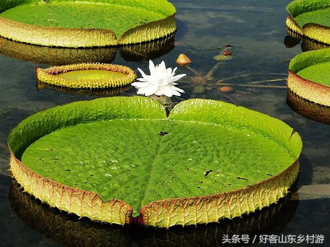 滕州微山湖湿地游记：“王莲”之美