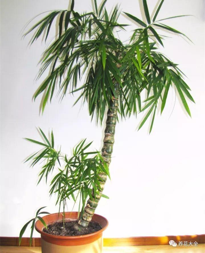 家里养盆竹,节节高升,10种竹子推荐你更喜欢哪种?