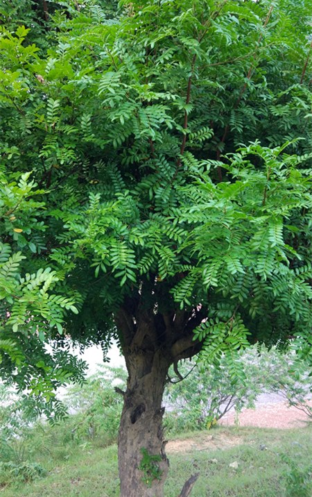 花一年时间找真红糖纪实（98）：探访楚雄双柏马龙的叶子红糖