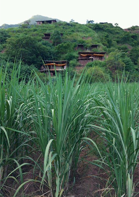 花一年时间找真红糖纪实（98）：探访楚雄双柏马龙的叶子红糖