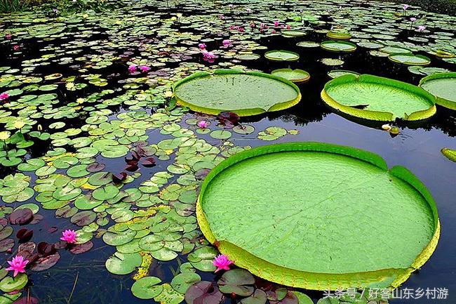 滕州微山湖湿地游记：“王莲”之美