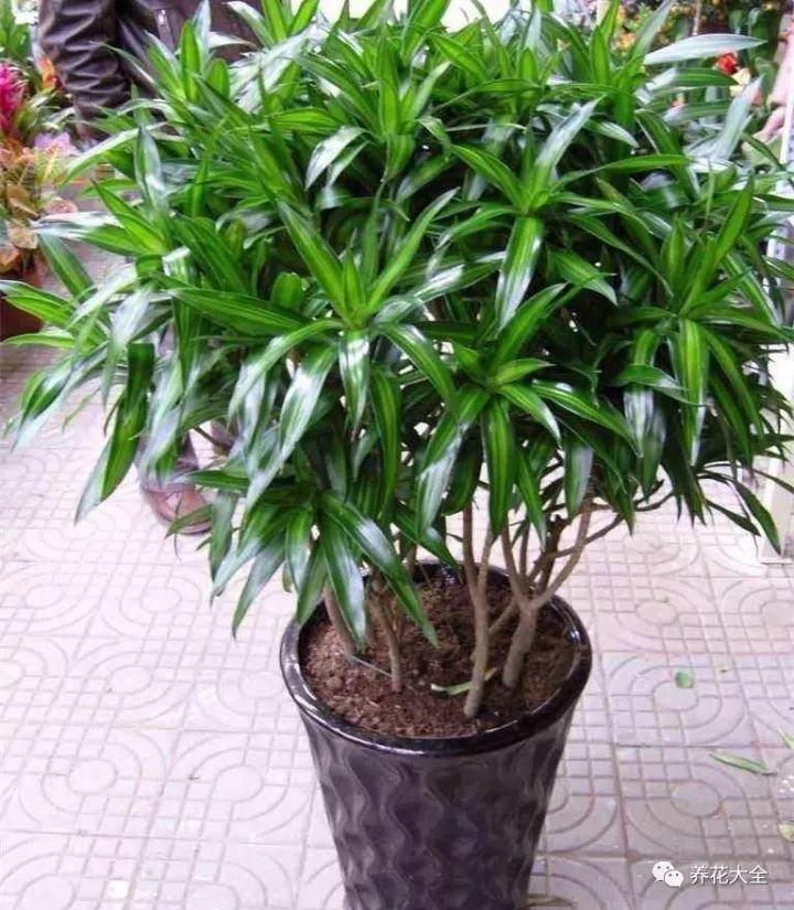 家里养盆竹,节节高升,10种竹子推荐你更喜欢哪种?