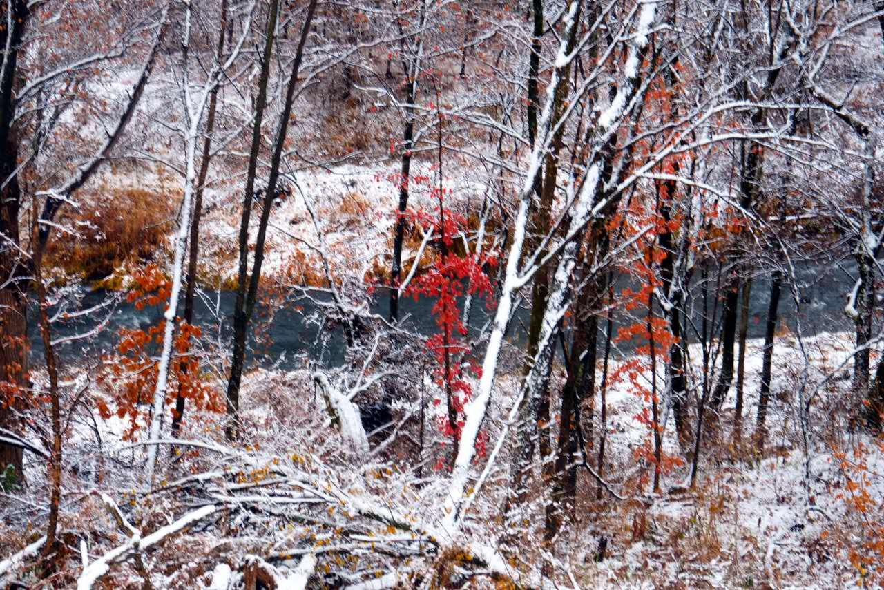 雪松、红叶、白云、清泉……长白山雪后的诗