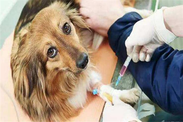 一65岁男子逗猫玩时被猫抓伤皮肤未在意，数月后怕水怕风死亡