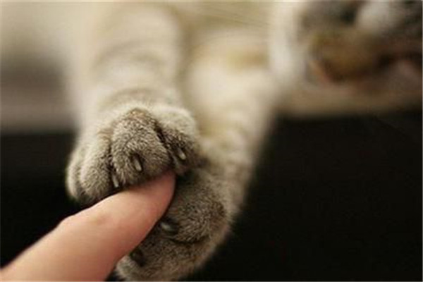 一65岁男子逗猫玩时被猫抓伤皮肤未在意，数月后怕水怕风死亡