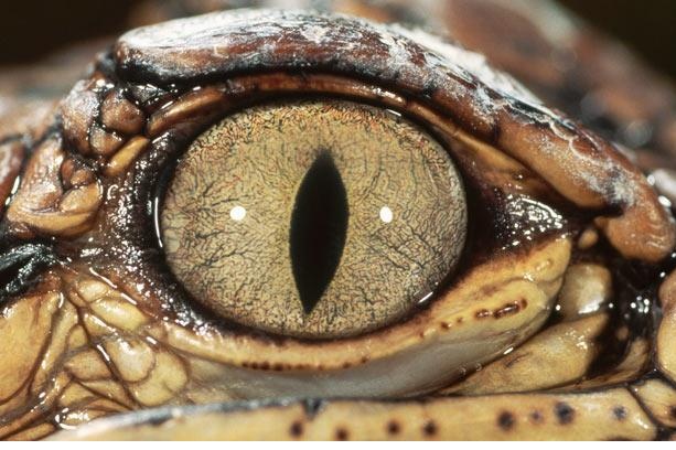 灵异故事——东北蛇事