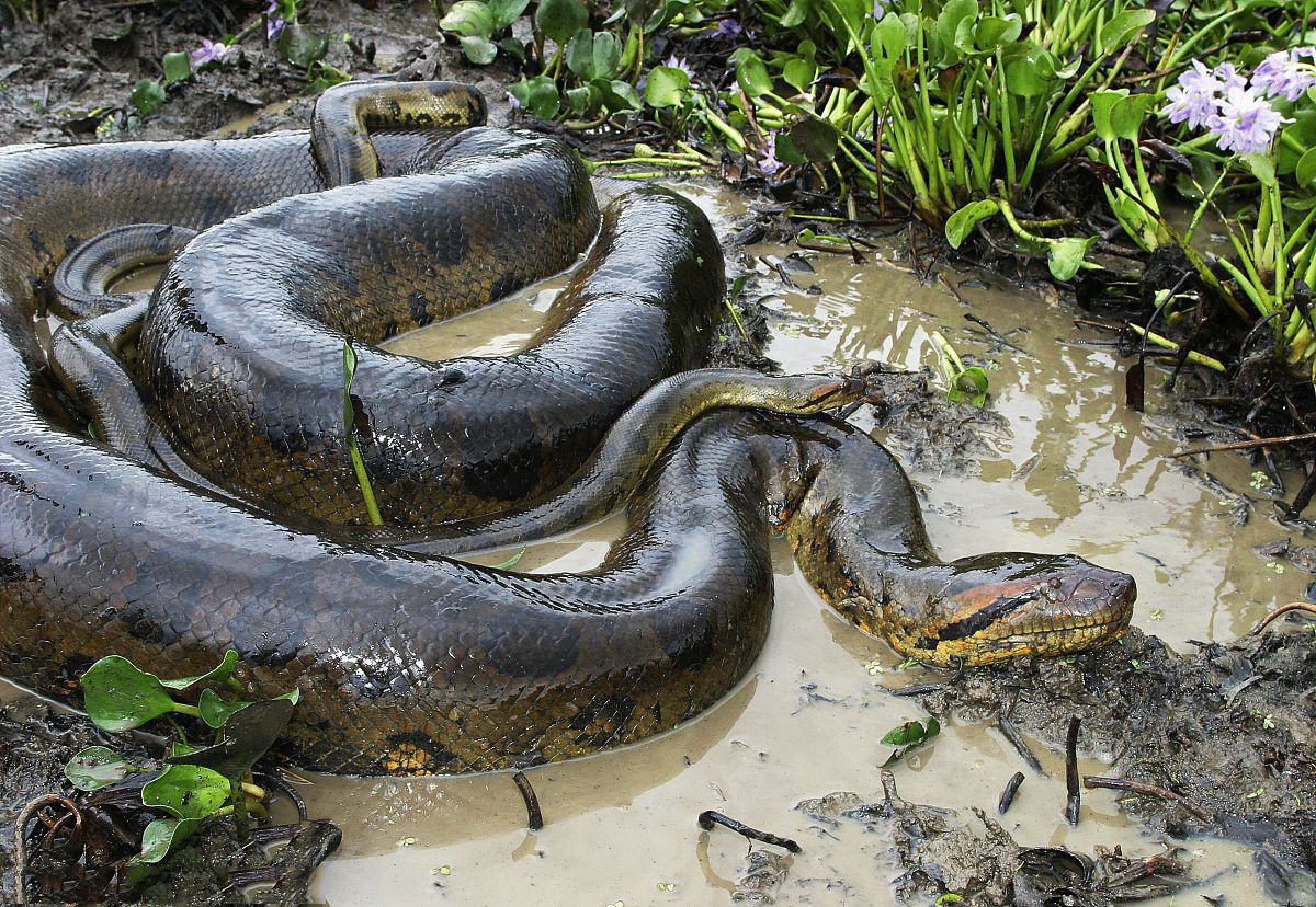 水蚺和蟒蛇的区别(水蚺,是类似水蟒的蛇类,是现存蛇类中体型最大的