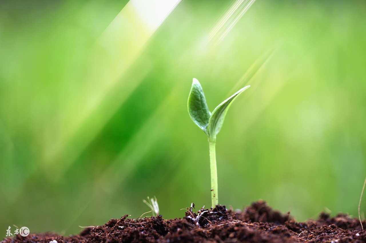 虔心礼佛的下一句_虔心向佛还是虔心礼佛