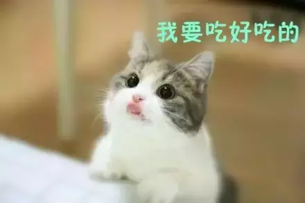 都说别人家的猪好，我看我是养了一只假荷兰猪