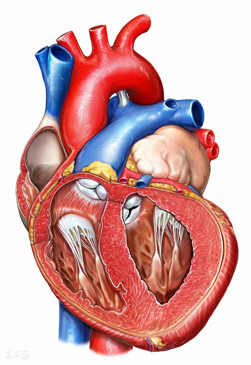 心脏搭桥后能活多少年(搭桥手术后) - 青木春
