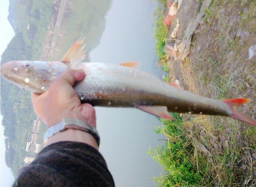 紅梢魚在四川叫 紅臉棒 每年這個時候是垂釣的黃金時間 Me前沿