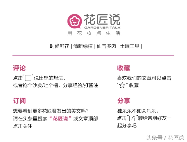 常说的天南星科植物是什么?为什么夏季很适合种植它?