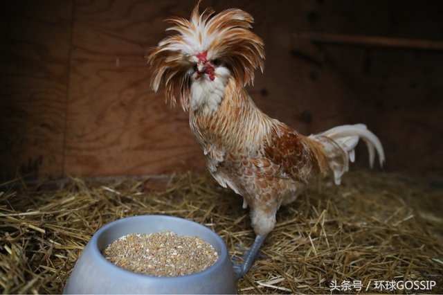 妹纸徒步行在山里偶遇"波兰狮头鸡",抱着走了74公里