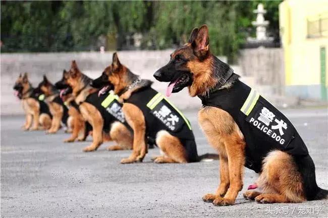 忠诚的守护者,中国国内七种常见的警犬