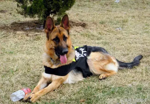 忠诚的守护者,中国国内七种常见的警犬