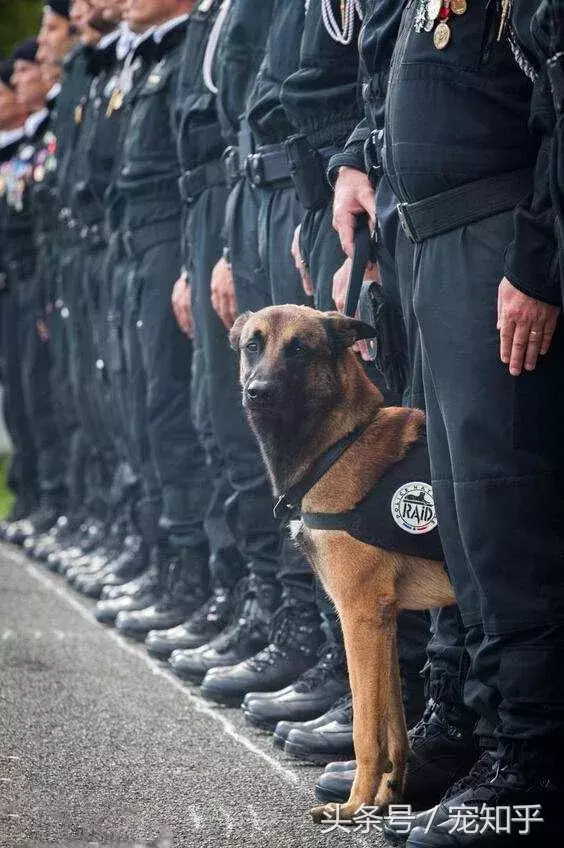 忠诚的守护者,中国国内七种常见的警犬