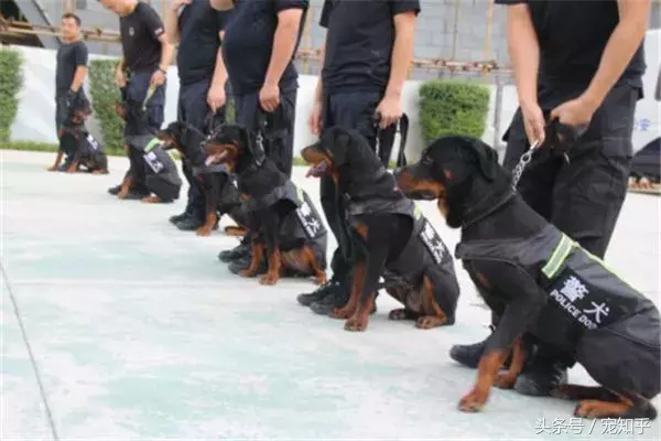 忠诚的守护者,中国国内七种常见的警犬