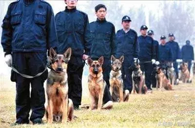 忠诚的守护者,中国国内七种常见的警犬