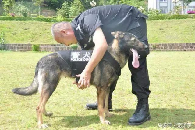 忠诚的守护者,中国国内七种常见的警犬