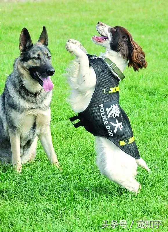 忠诚的守护者,中国国内七种常见的警犬