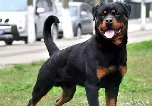 忠诚的守护者,中国国内七种常见的警犬