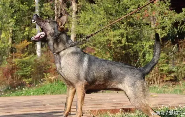 忠诚的守护者,中国国内七种常见的警犬