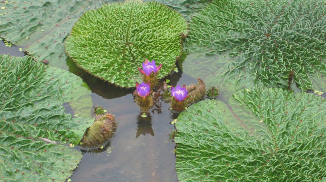 芡实是睡莲科植物"芡"的种子,属水生草本,与莲藕,茭白,茨菇,水芹,荸荠