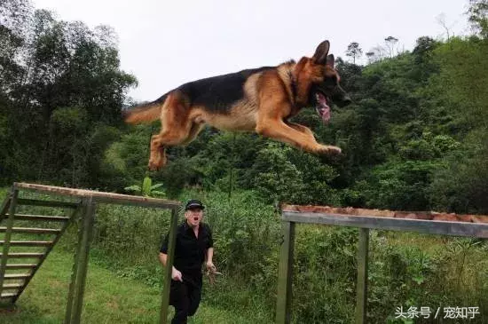 忠诚的守护者,中国国内七种常见的警犬