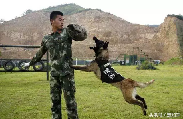 忠诚的守护者,中国国内七种常见的警犬