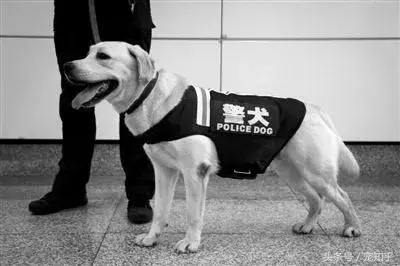 忠诚的守护者,中国国内七种常见的警犬