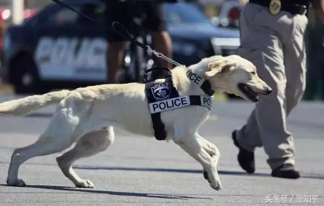 忠诚的守护者,中国国内七种常见的警犬