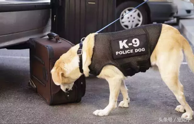 忠诚的守护者,中国国内七种常见的警犬
