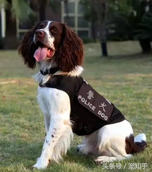 忠诚的守护者,中国国内七种常见的警犬
