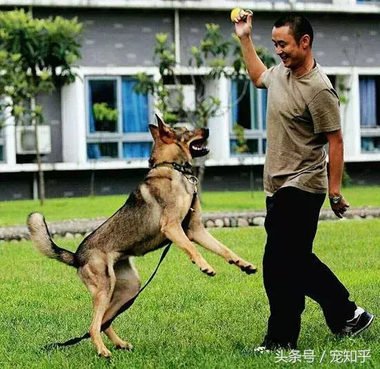 忠诚的守护者,中国国内七种常见的警犬