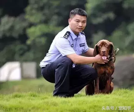 忠诚的守护者,中国国内七种常见的警犬