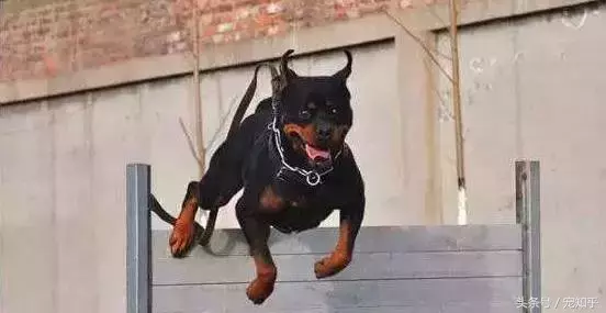 忠诚的守护者,中国国内七种常见的警犬