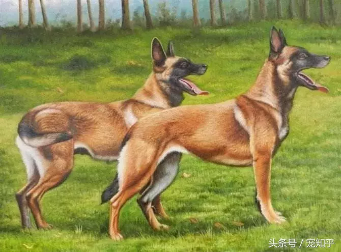 忠诚的守护者,中国国内七种常见的警犬