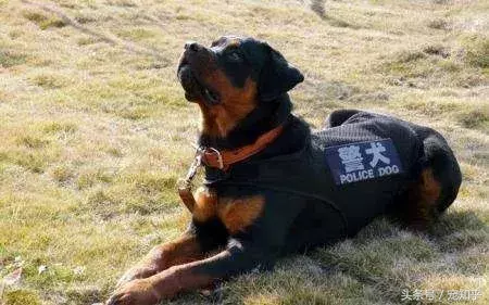 忠诚的守护者,中国国内七种常见的警犬